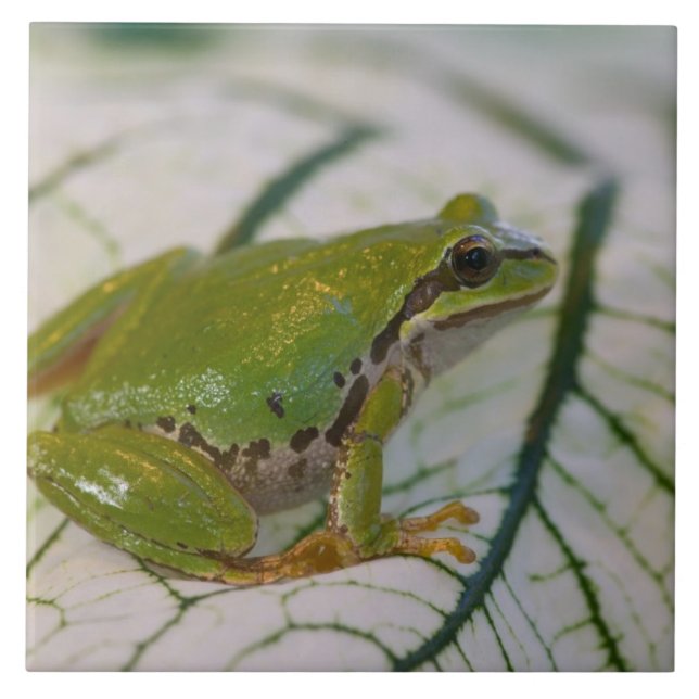 Carreau Grenouille léopard sur des fleurs dans notre jardi (Devant)