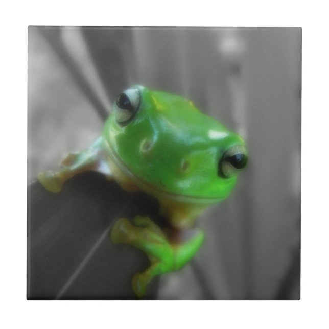 Carreau Grenouille verte brillante (Devant)