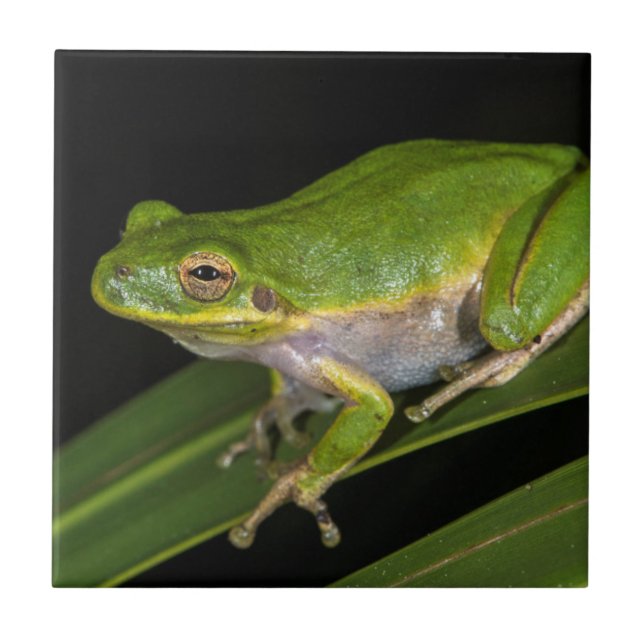 Carreau Grenouille verte (Hyla cinerea) 2 (Devant)