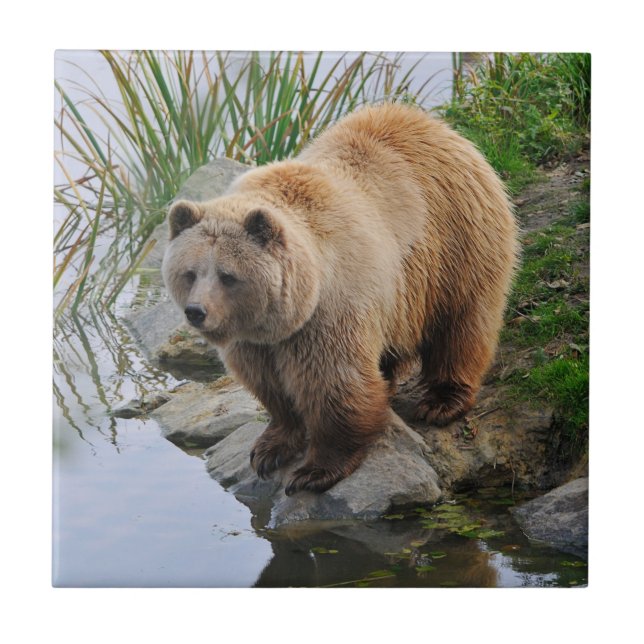 Carreau Grizzly Oear Wildlife Animal Photo (Devant)