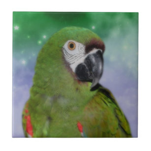 Carreau Gros animal de perroquet macaw