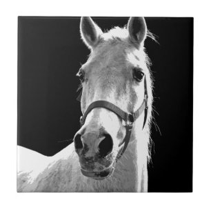 Carreau Gros plan Cheval blanc noir en nuit