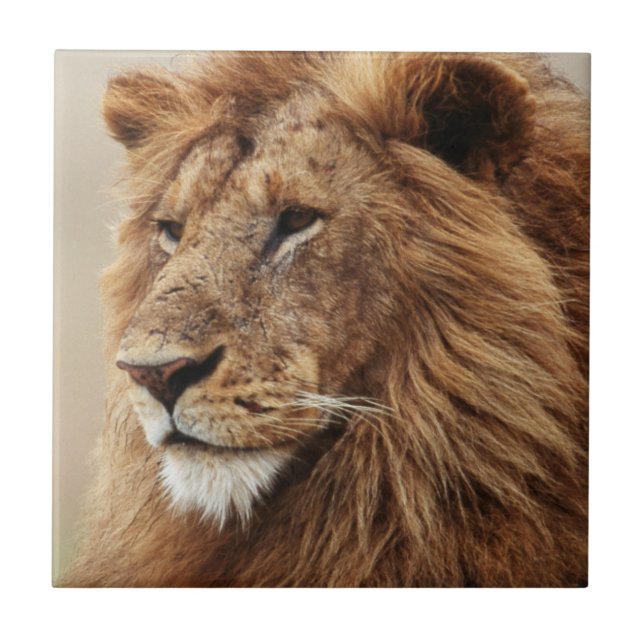 Carreau Gros plan de lion mâle (Devant)
