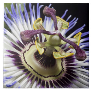 Carreau Gros plan de Passionflower (MR)