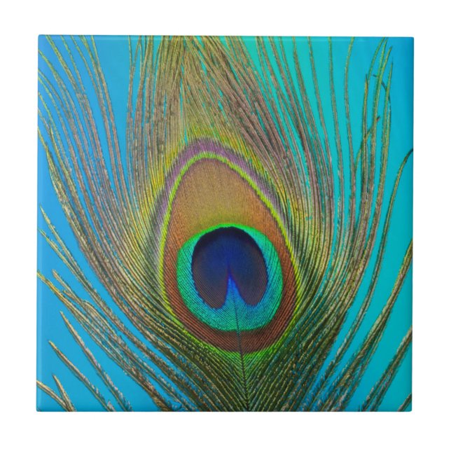 Carreau Gros plan de plume de paon (Devant)