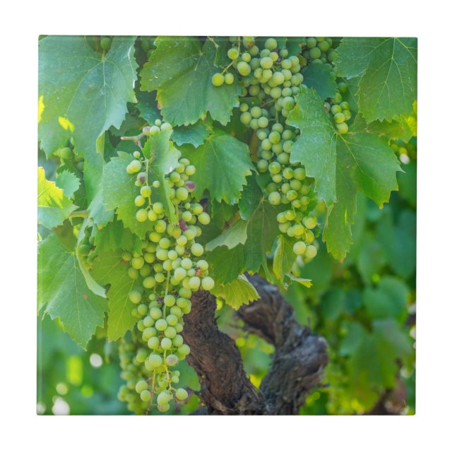 Carreau Gros plan de raisins en maturation (Devant)