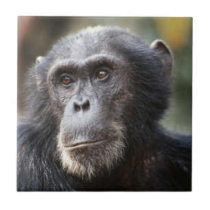 Carreau Gros plan du Chimpanzé mâle