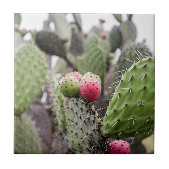 Carreau Gros plan sur le cactus figuier de Barbarie (Devant)