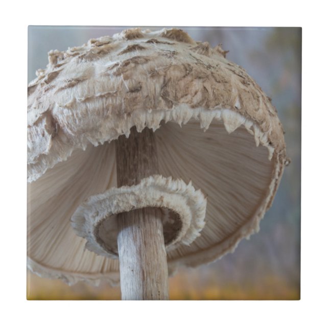 Carreau Gros plan sur le dessous d'un champignon (Devant)