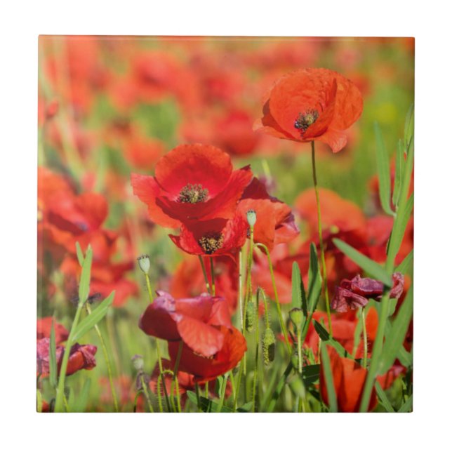 Carreau Gros plan sur un champ de coquelicots, France (Devant)