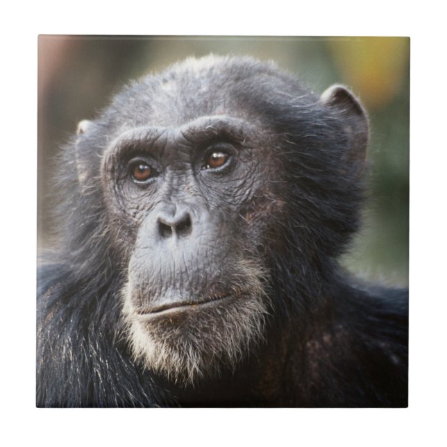 Carreau Gros plan sur un chimpanzé mâle (Devant)