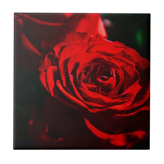 Carreau Gros plan sur une rose rouge (Devant)