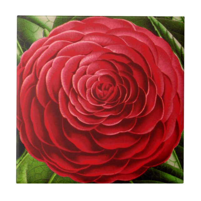 Carreau Grosse floraison de Camellia, tons rouge profond (Devant)