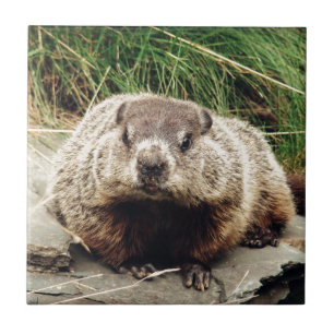 Carreau Groundhog