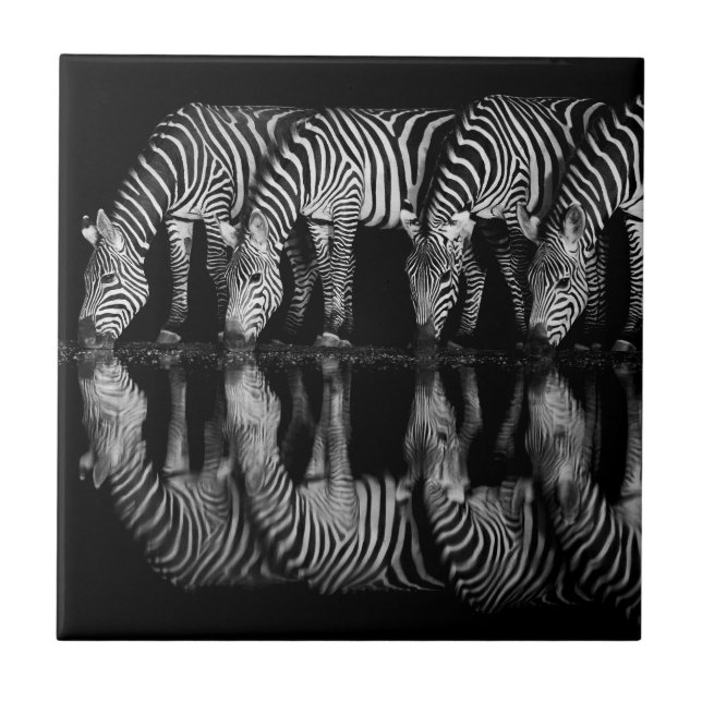 Carreau Group of Plains Zebra Drink Together at Night (Devant)