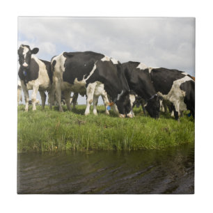 Carreau Groupe de vaches frisonnes