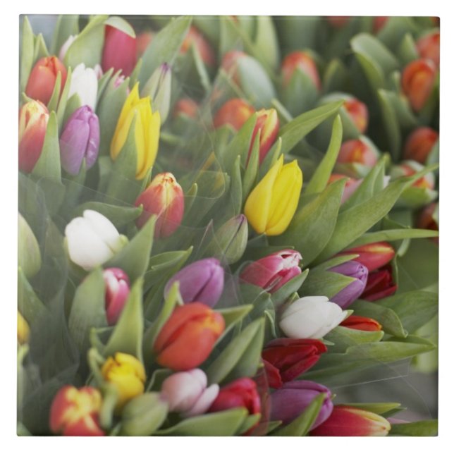 Carreau Groupes de tulipes colorées (Devant)