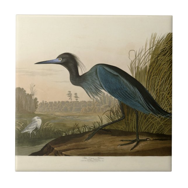 Carreau Grue bleue Héron Impression Audubon Art côtier (Devant)