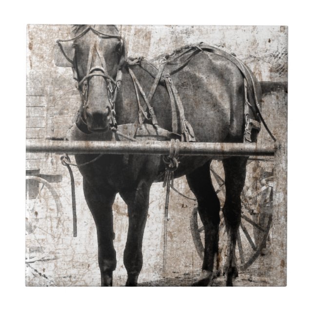 Carreau Grunge de cheval Amish (Devant)