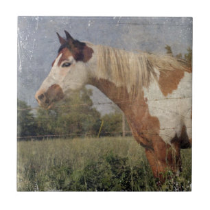 Carreau Grunge de cheval de Pinto