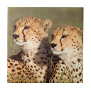 Carreau Guépard allongé dans l'herbe, Ngorongoro Conservat