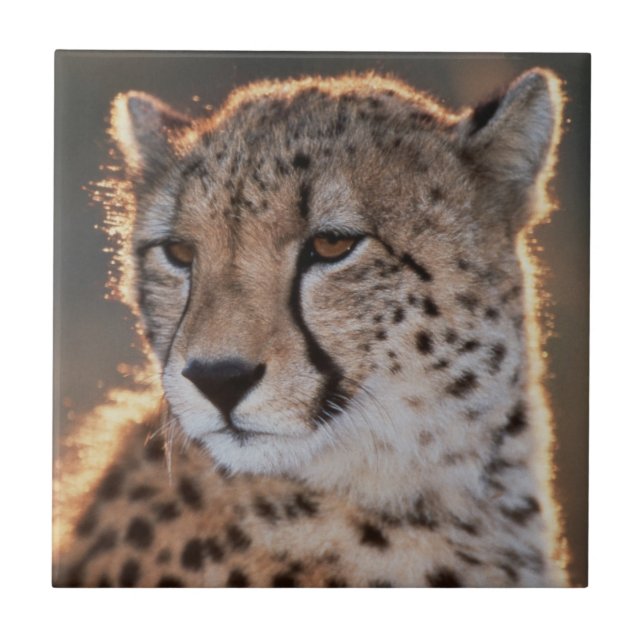 Carreau Guépard regardant ailleurs (Devant)