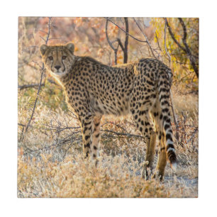 Carreau Guépard regardant autour