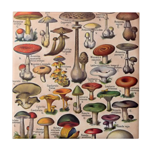 Carreau Guide vintage de champignon (Devant)
