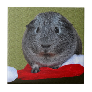 Carreau Guinea Pig Christmas