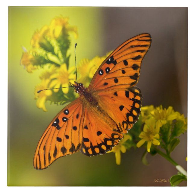 Carreau Gulf Fritillary ou Passion Butterfly sur Verge d'O (Devant)