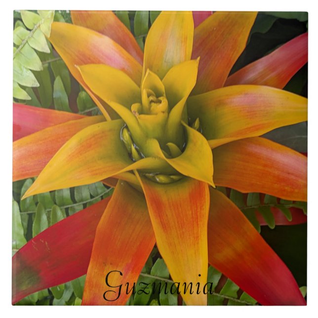 Carreau Guzmania Bromeliad Plant Floral (Devant)
