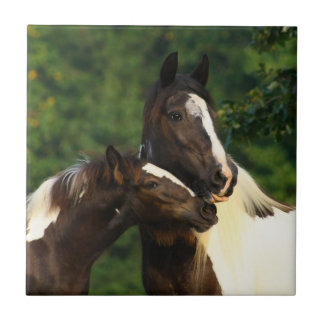 Carreau Gypsy Vanner