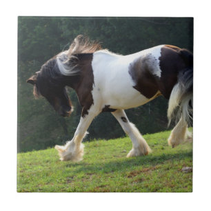 Carreau Gypsy Vanner