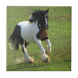 Carreau Gypsy Vanner