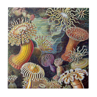 Carreau Haeckel Sea Anemone Ocean Life Nature Art Peinture