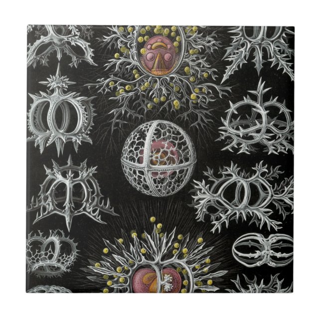 Carreau Haeckel Stephoidea (Devant)