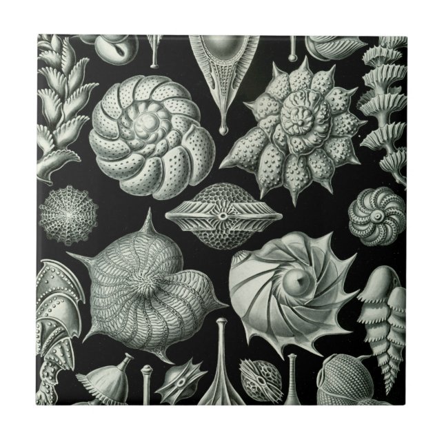 Carreau Haeckel Thalamophora (Devant)