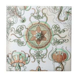 Carreau Haeckel Trachomedusae