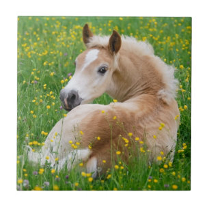 Carreau Haflinger Horse Cute Fote Rests En Céramique Fleu