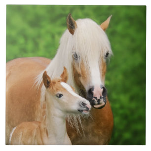 Carreau Haflinger Horses mignonne Bébé Foal Kiss maman Pho