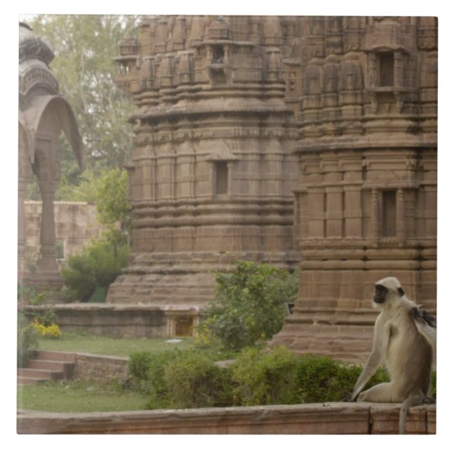 Carreau Hanuman Langurs ou noir, commun ou gris (Devant)