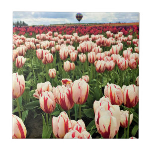 Carreau Happy Generation Tulip Field, Oregon