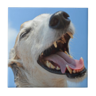 Carreau Happy Greyhound Smiiling Visage Closeup