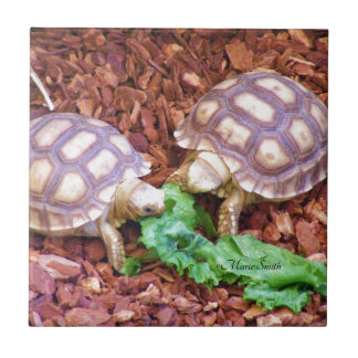 Carreau Hatchlings de tortue de Sulcata