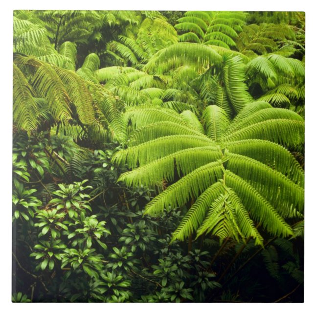 Carreau Hawaii, Grande Île, Verdure tropicale luxuriante e (Devant)