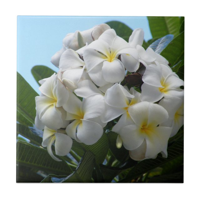 Carreau Hawaii Plumeria (Devant)