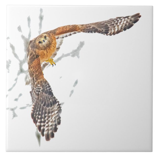 Carreau Hawk en vol (Devant)