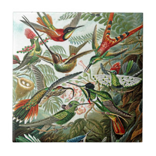 Carreau Heackel Nature Art Design Oiseau Hummingbirds
