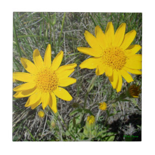 Carreau Helenium jaune des fleurs sauvages F15