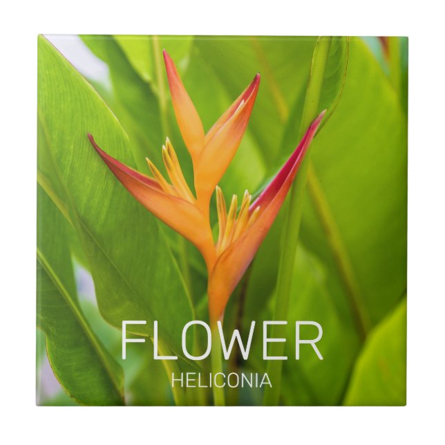 Carreau Heliconia Fleurs Plante Botanique Jardin Design (Devant)